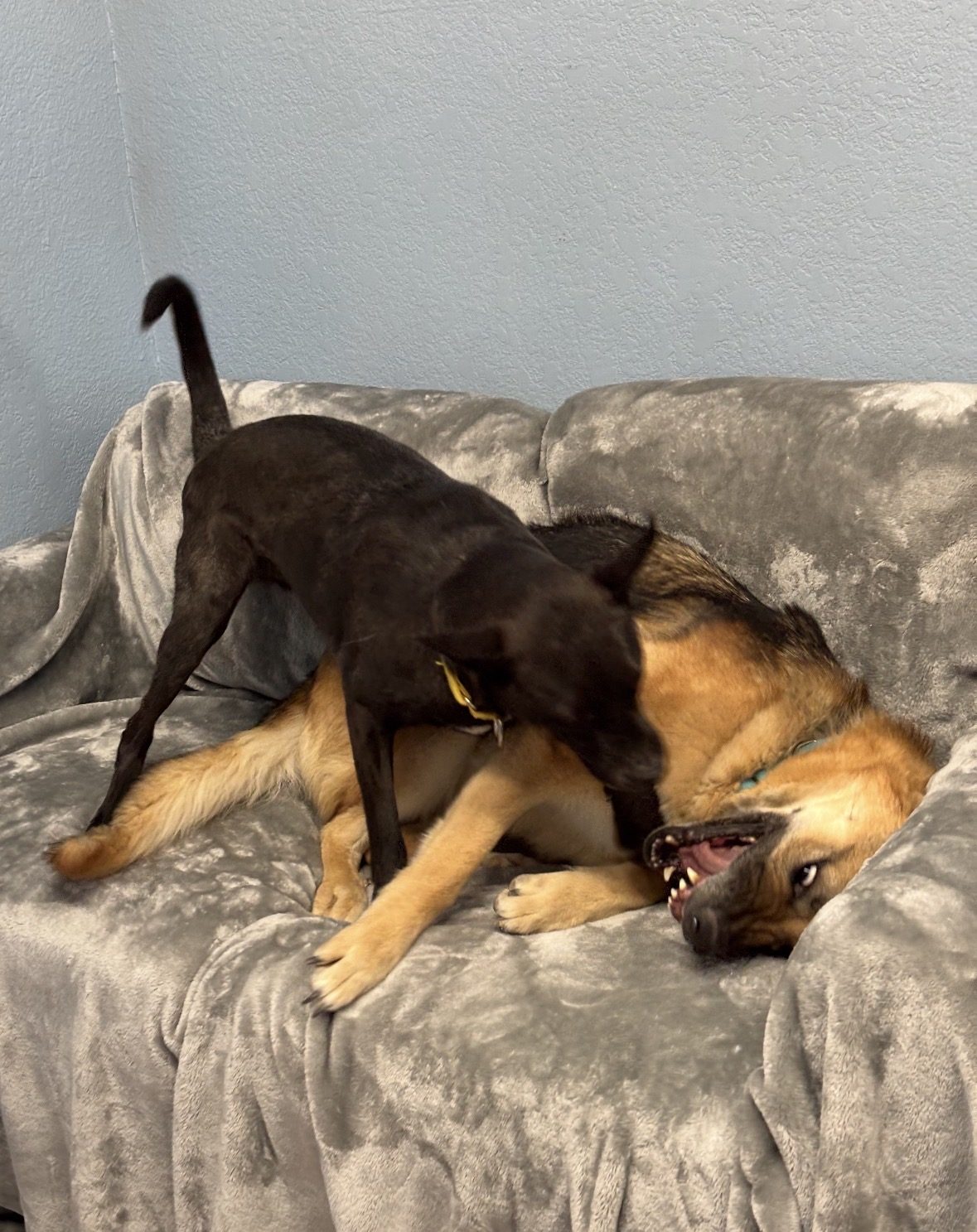 Two rescue dogs wrestling playfully on a gray couch
