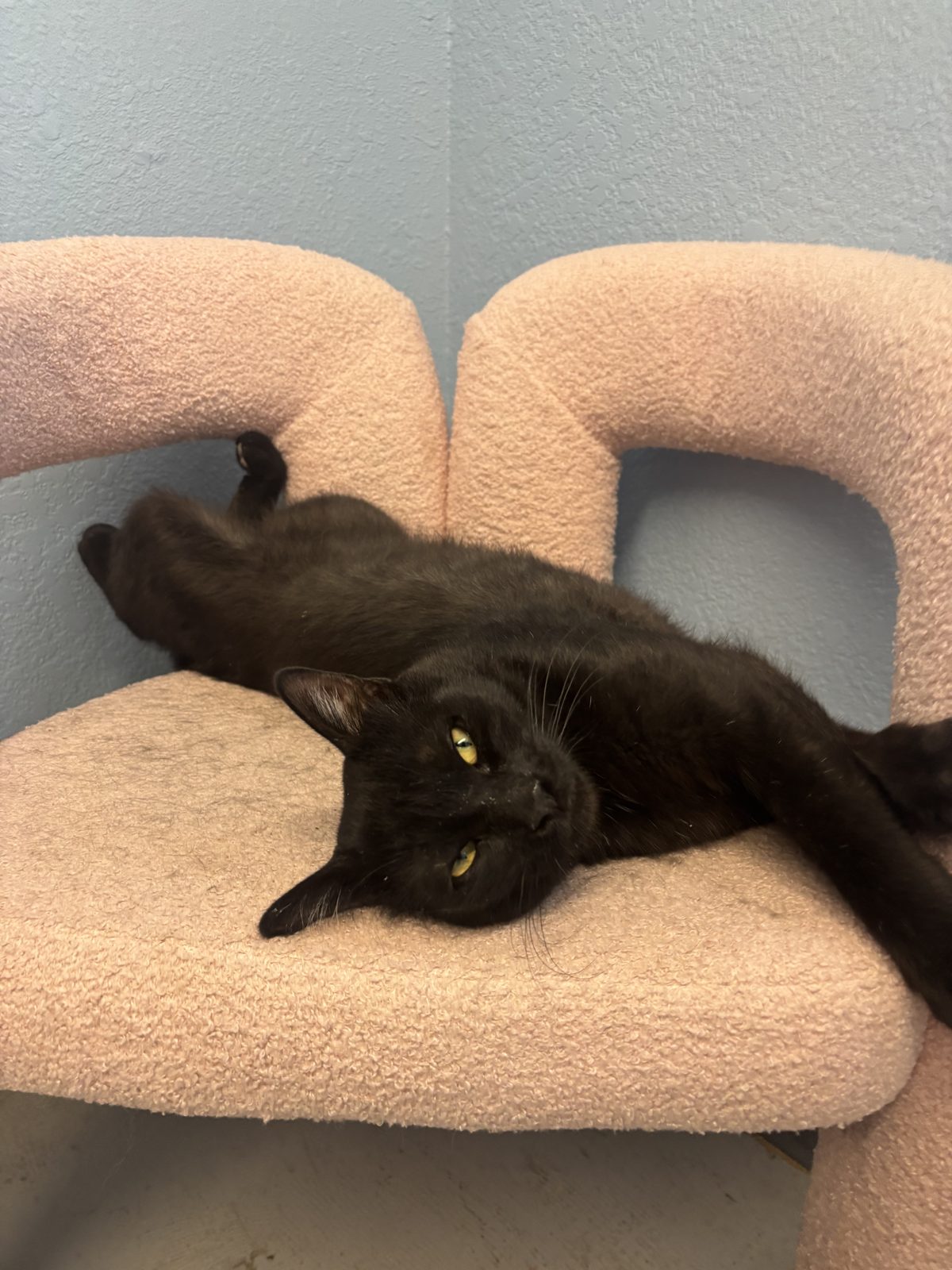 A black cat stretched out on a soft pink cat perch
