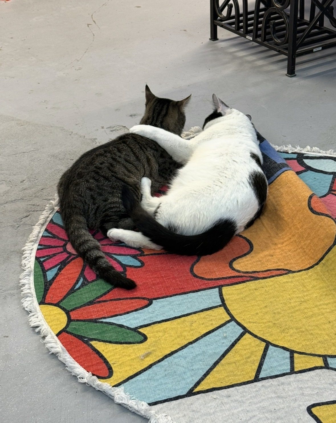 Two cats snuggled together on a bright floral rug