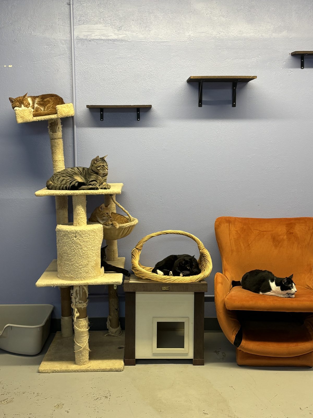A cat tower and cozy furniture inside the Paw-Rump Cat Cafe