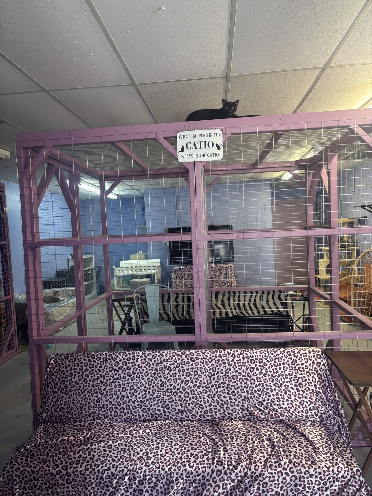 The pink catio enclosure at the Paw-Rump Cat Cafe