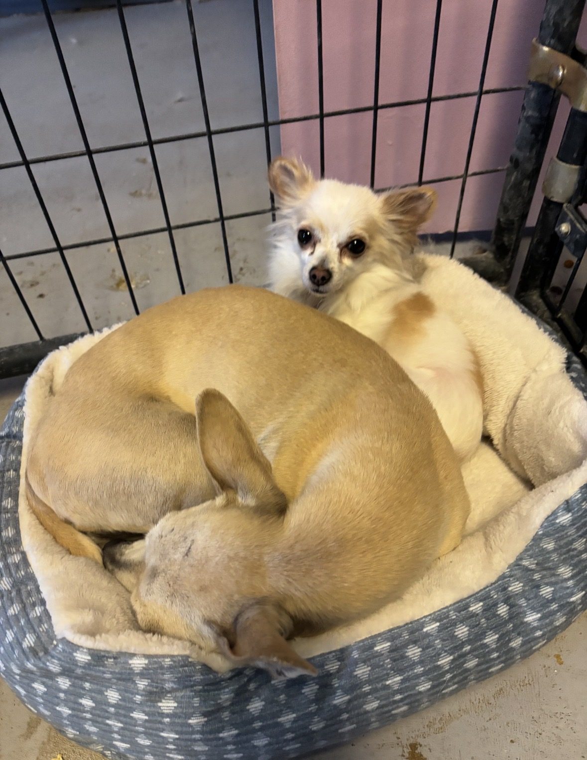 Two small dogs curled up together in one round bed
