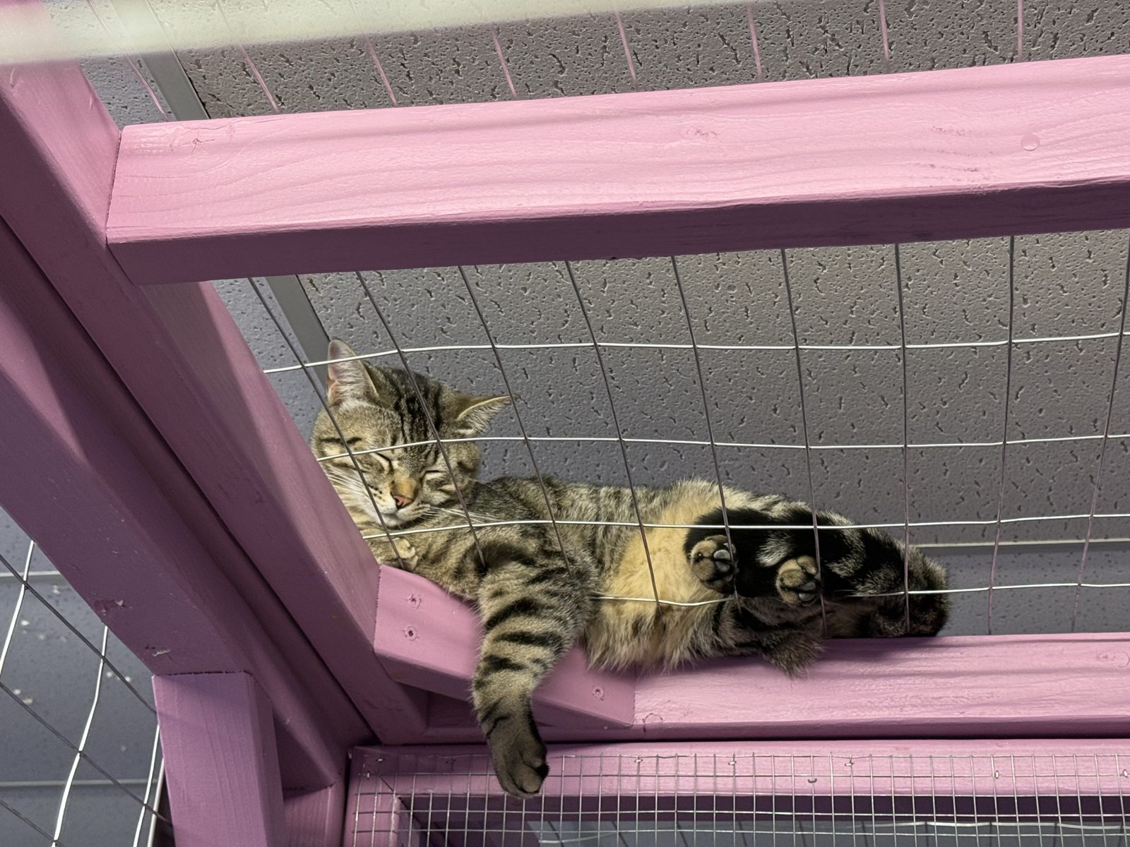 A tabby cat lounging on the pink catio ledge