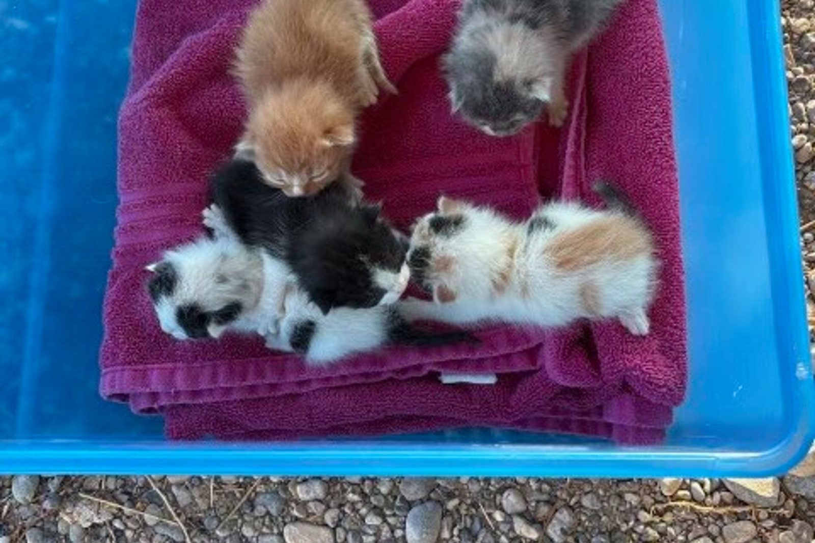 A litter of kittens resting on a pink blanket in a blue tub