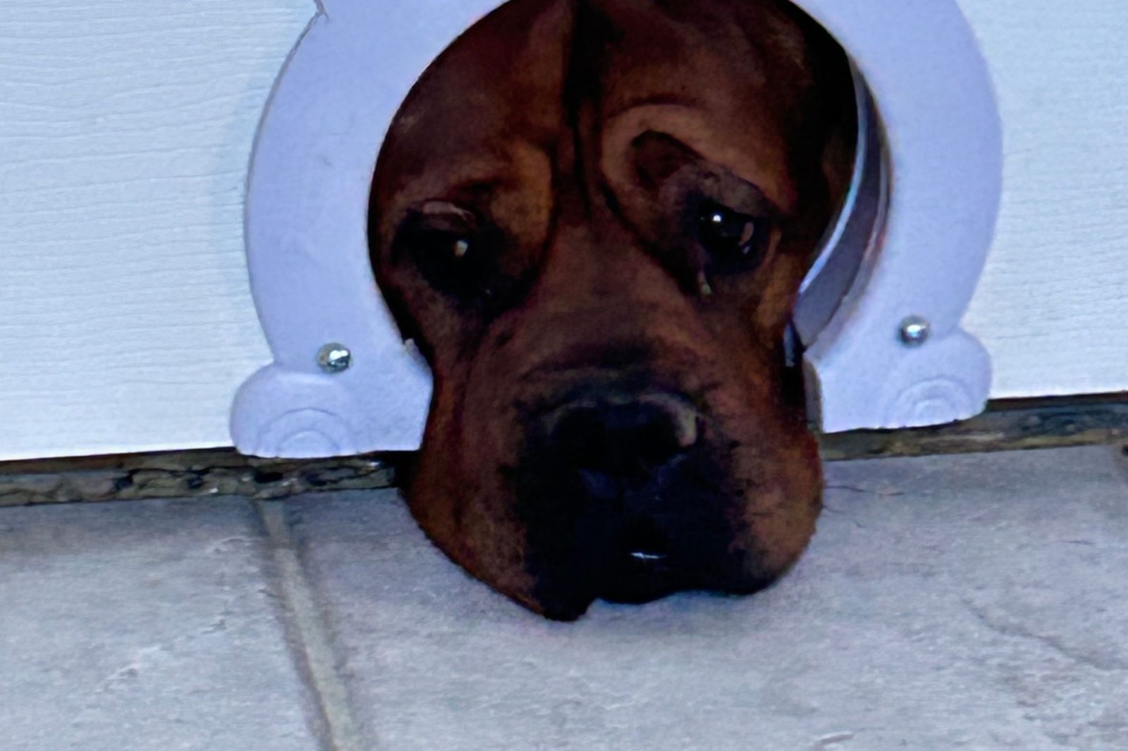 A hound mix peeking through a dog door