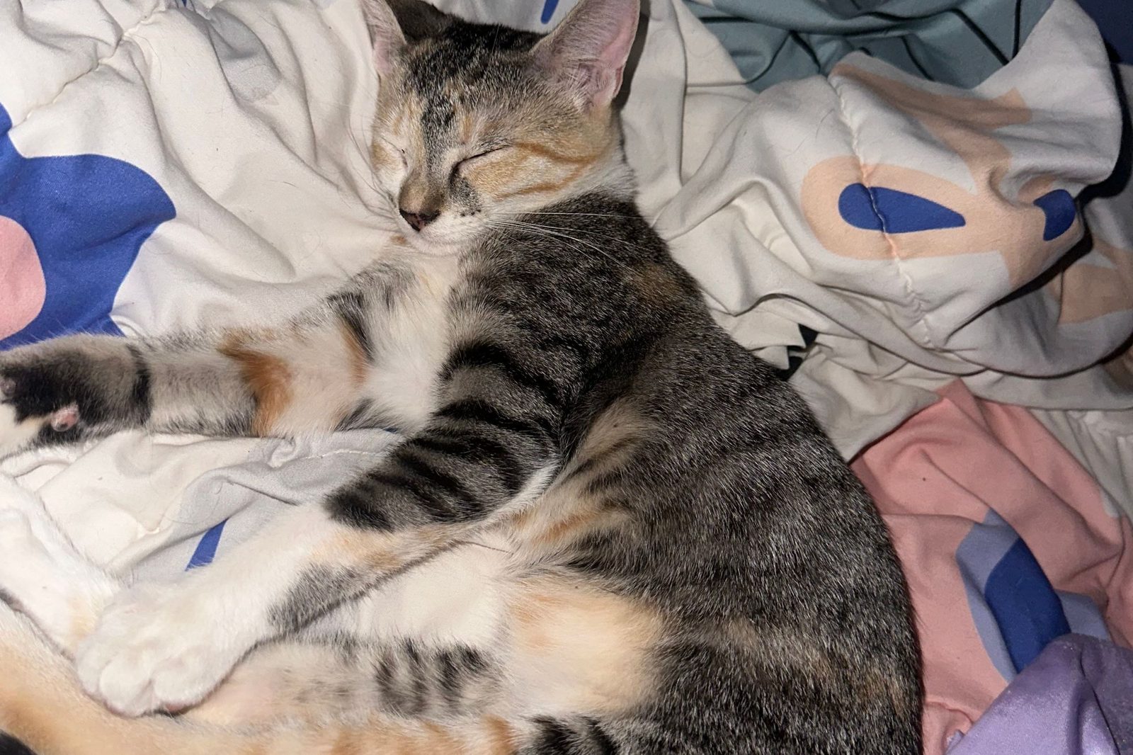 A tabby cat stretched out on a pile of soft blankets