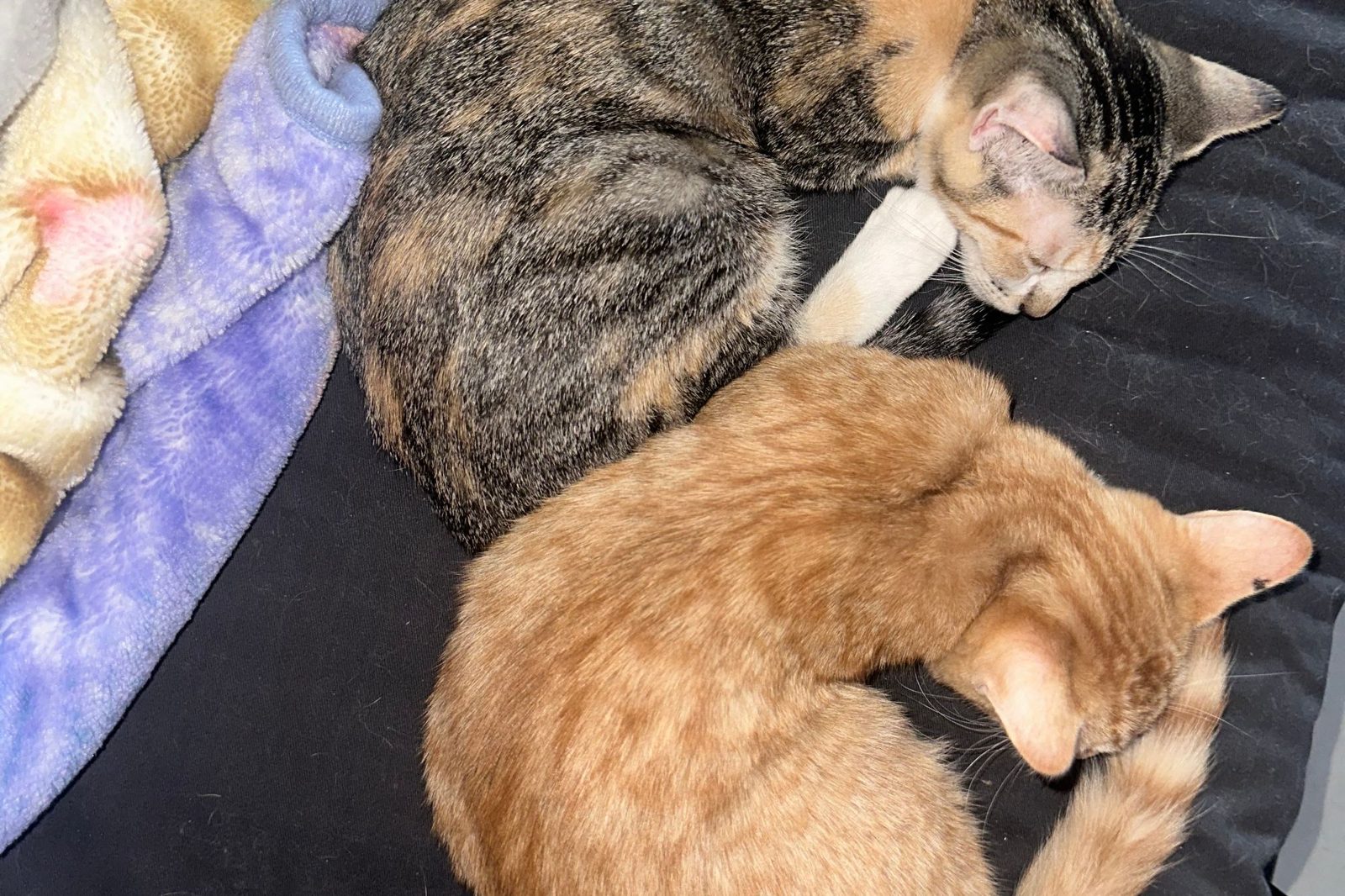 A tabby cat and an orange cat napping together on a bed