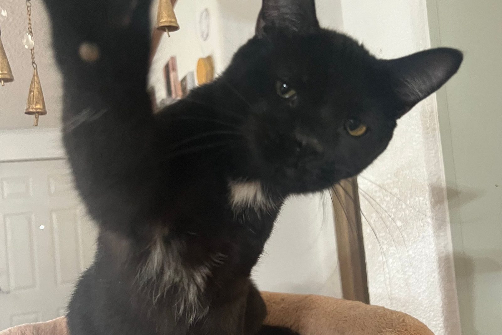 A black cat reaching one paw up toward the camera
