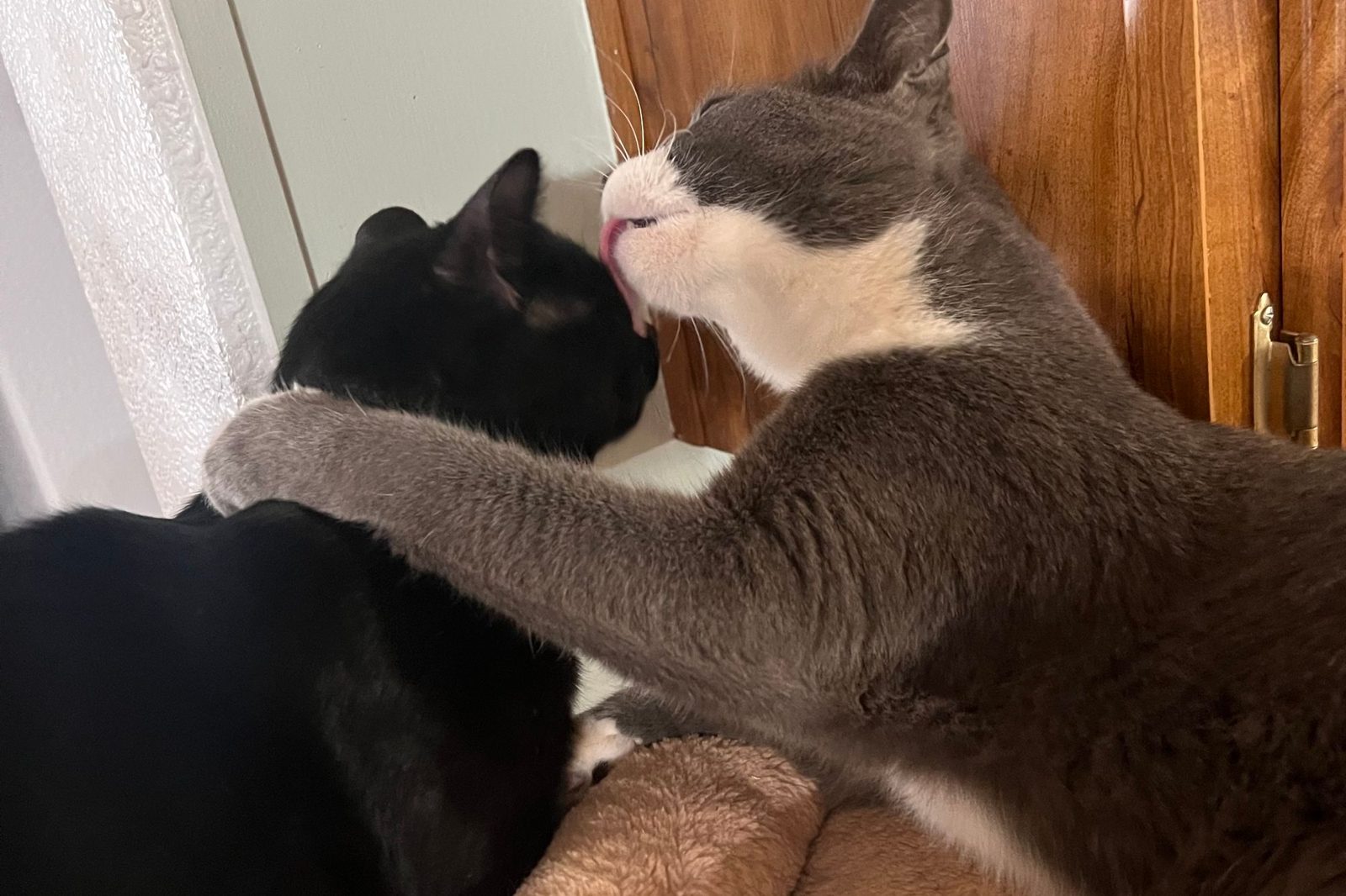 A black cat and a gray and white cat greeting each other
