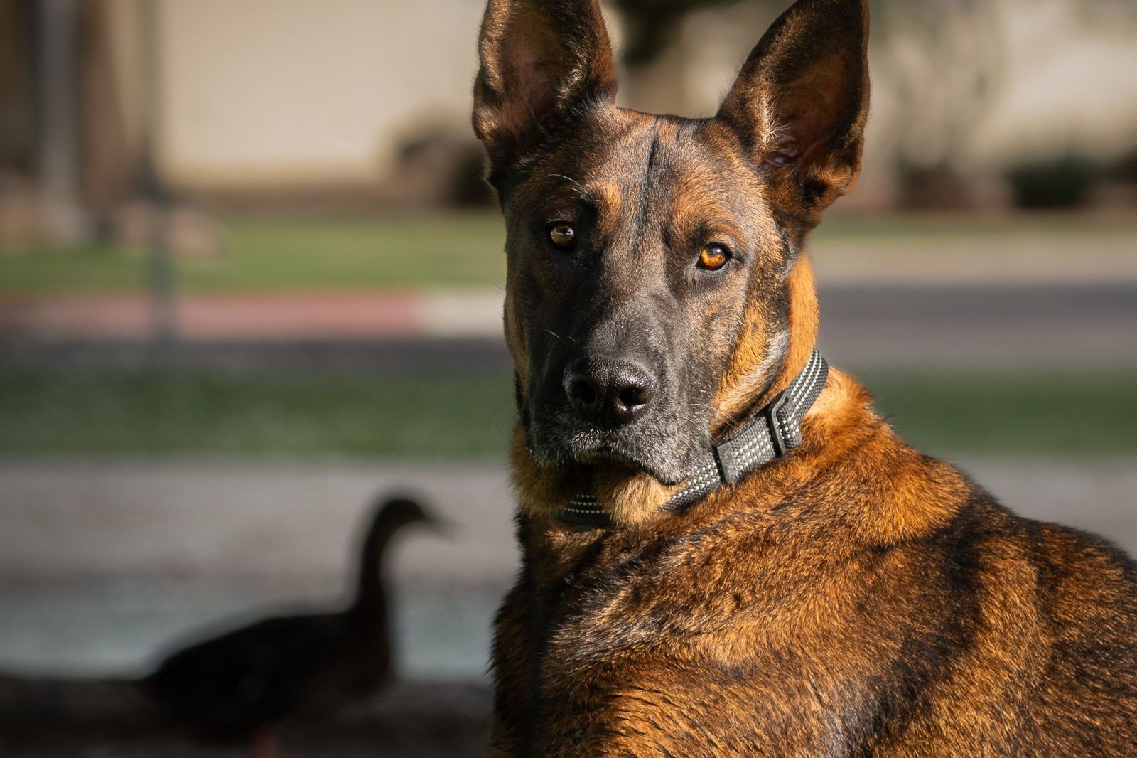 A shepherd mix sitting calmly outdoors