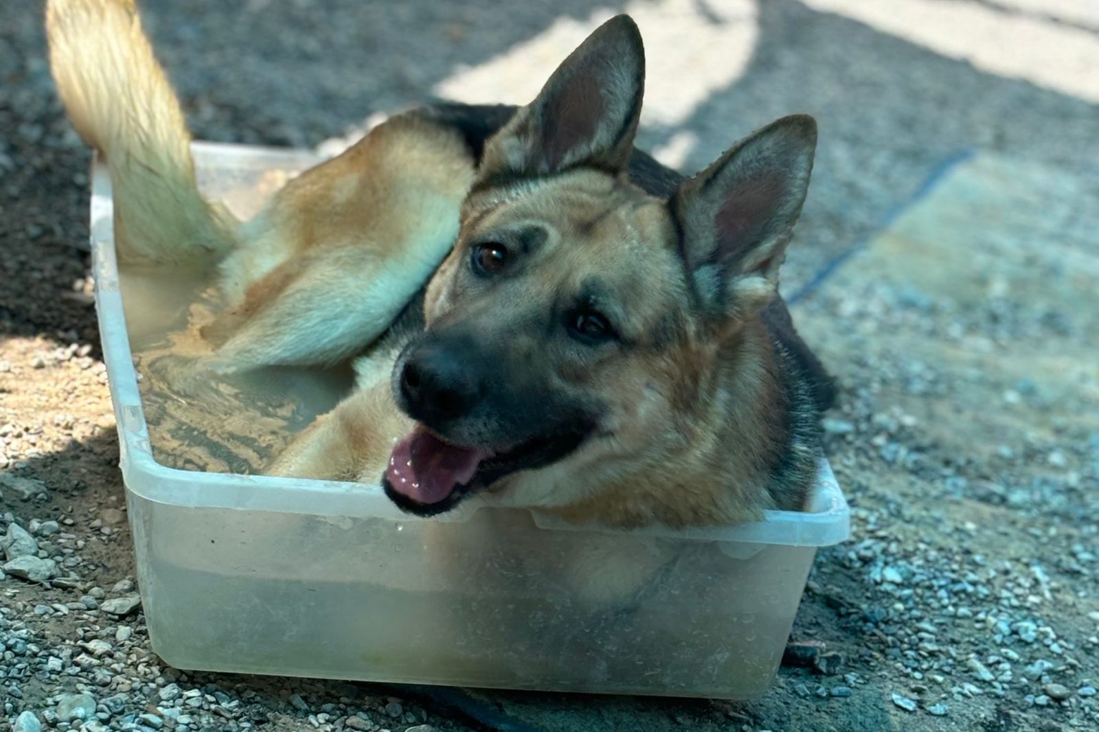 A happy shepherd mix cooling off in a shallow tub