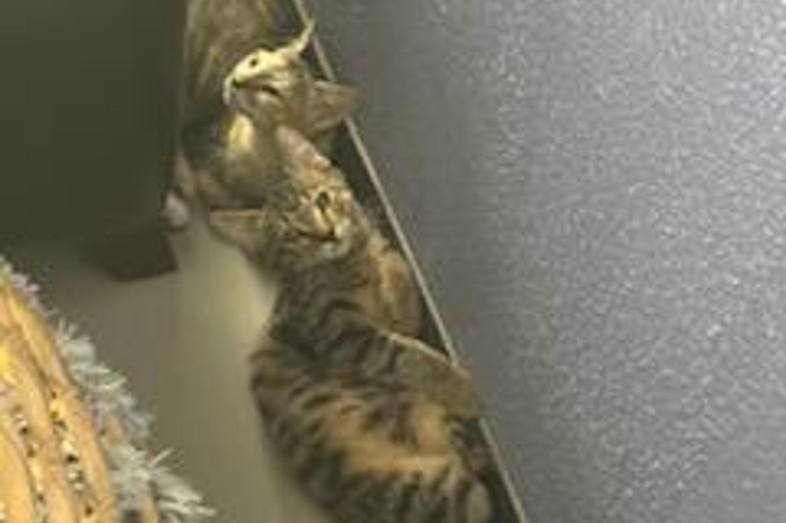 A tabby cat climbing a tall scratching post