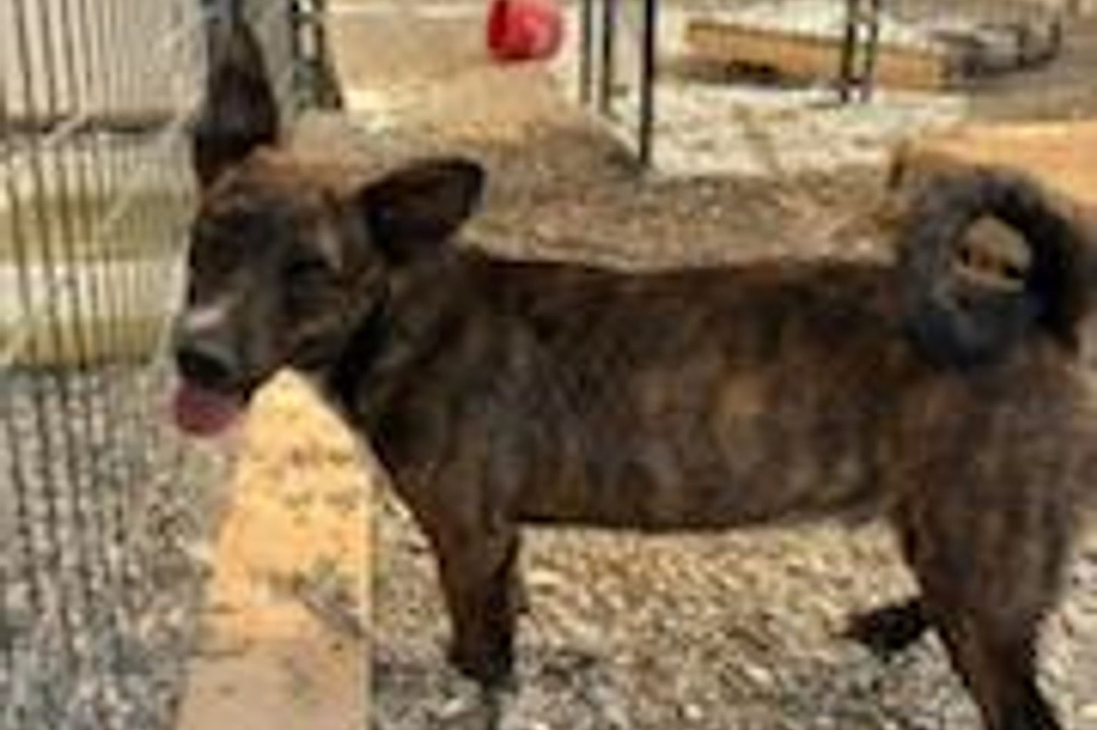 A brindle dog standing in the yard