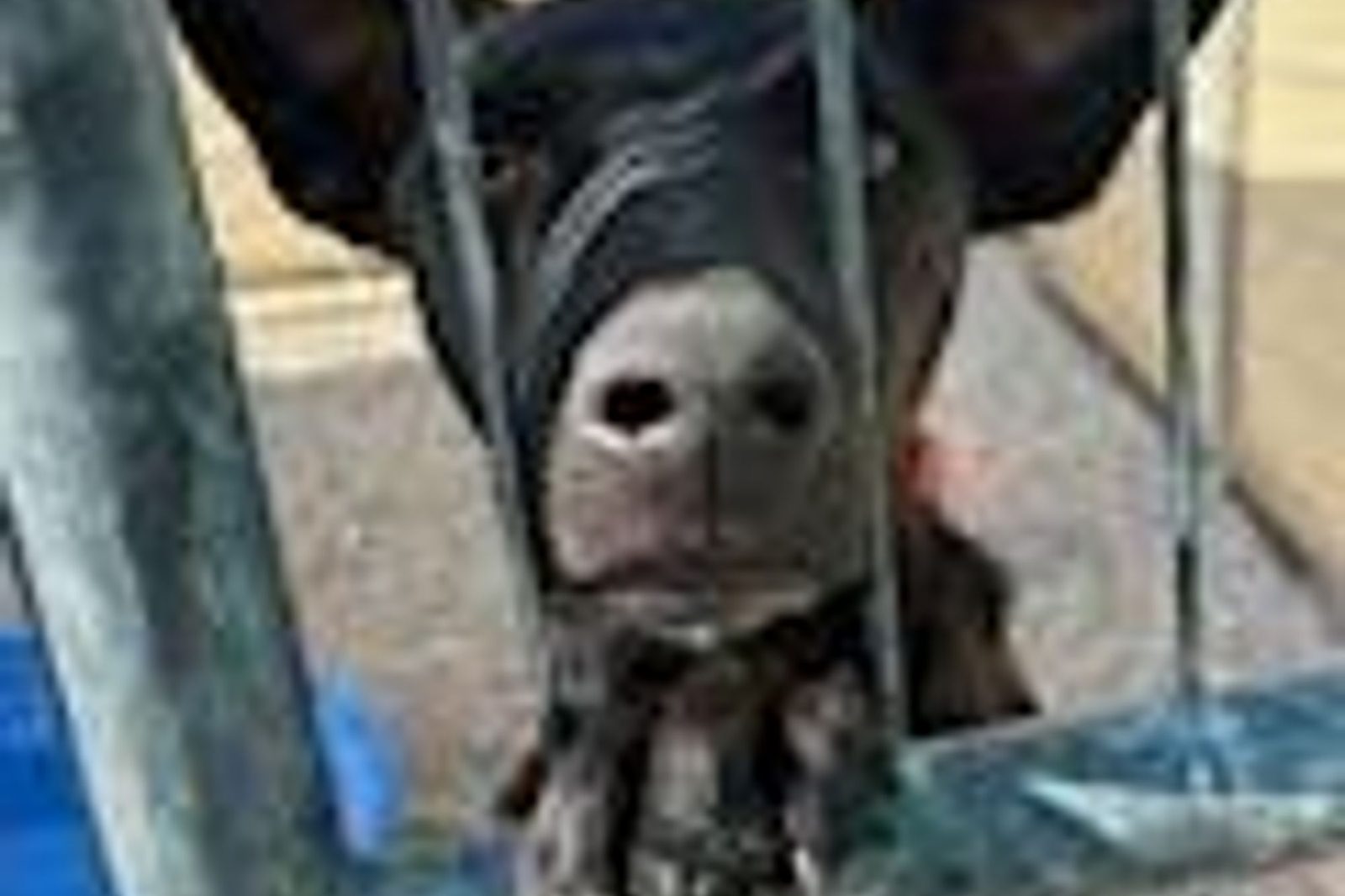 A close-up of a dog's nose resting against a kennel gate
