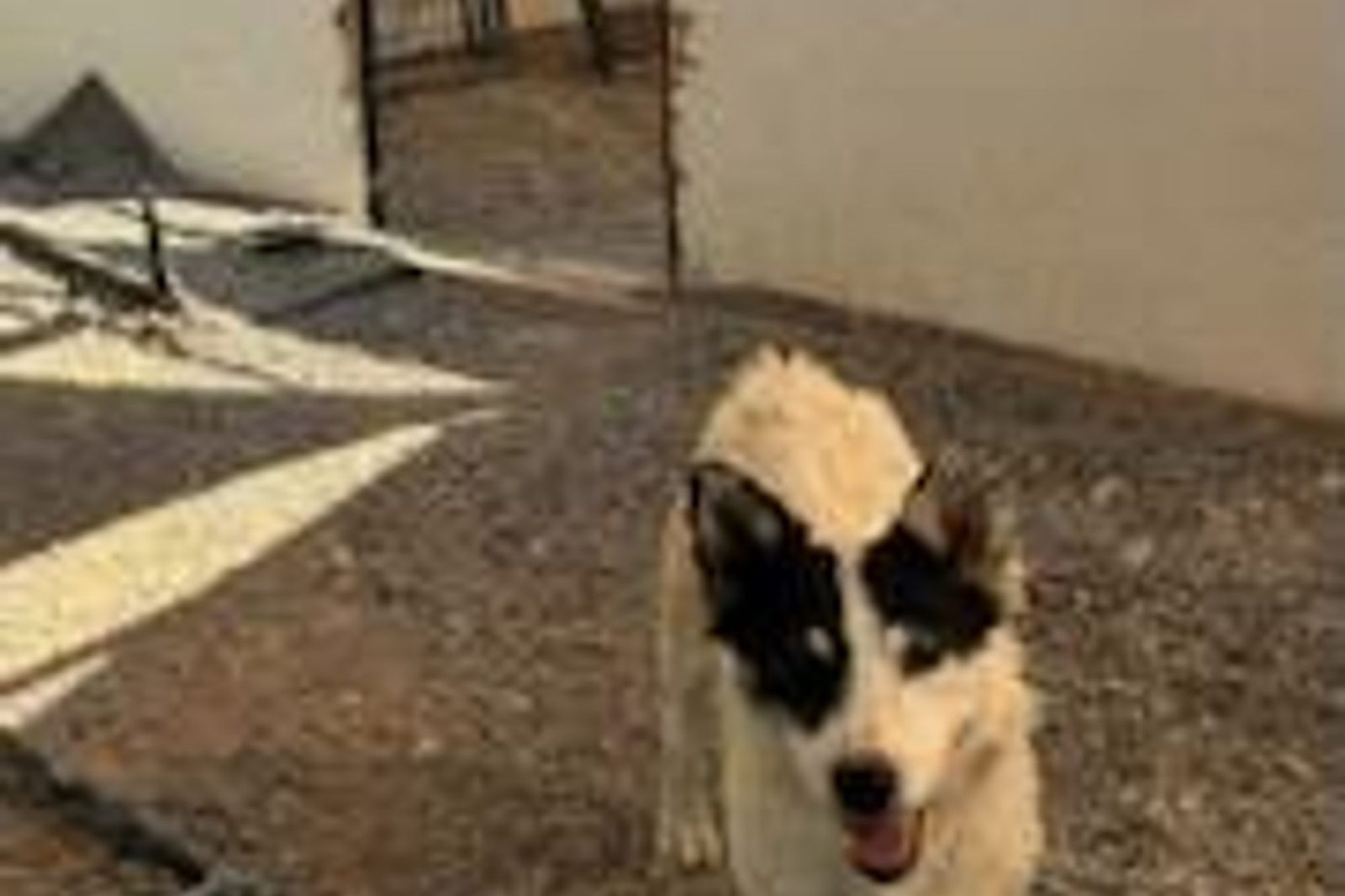 A white and black puppy trotting across the yard