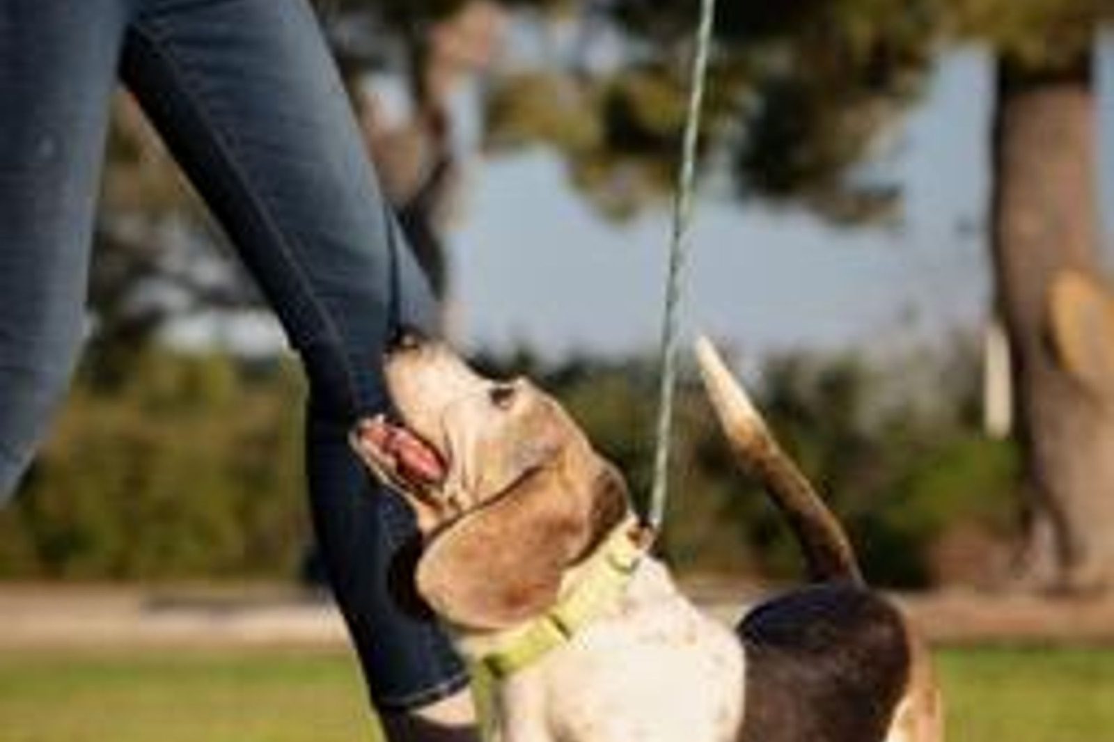 A volunteer walking a beagle mix on a leash