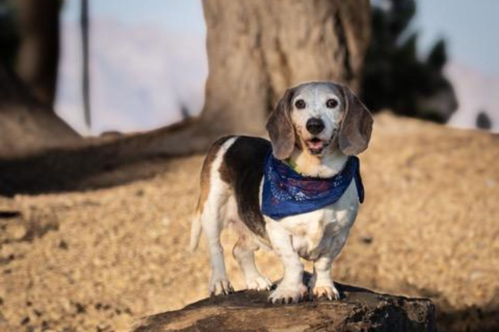 A dachshund in a bandana standing on a rock at sunset