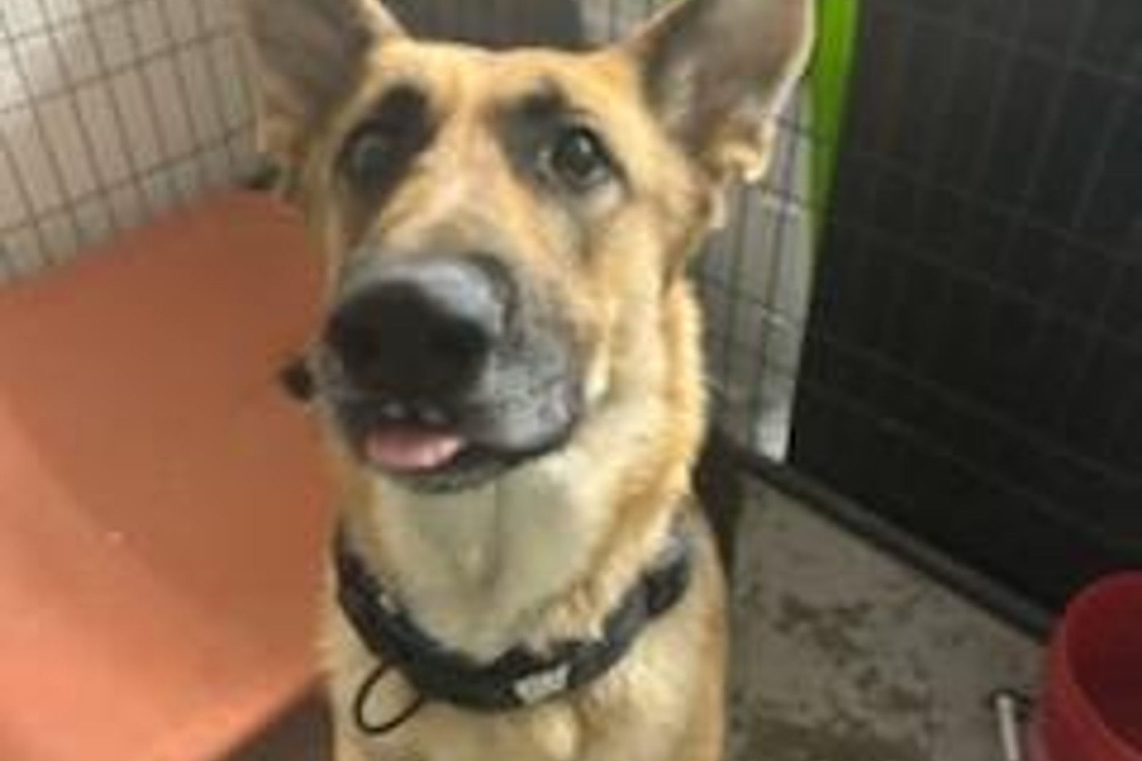 A German shepherd smiling up at the camera in its kennel