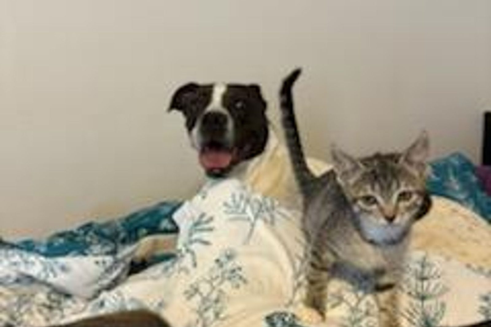 A dog and a tabby cat sharing a bed