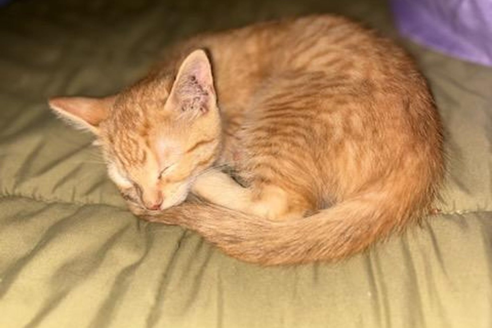 An orange cat curled up asleep on a cushion