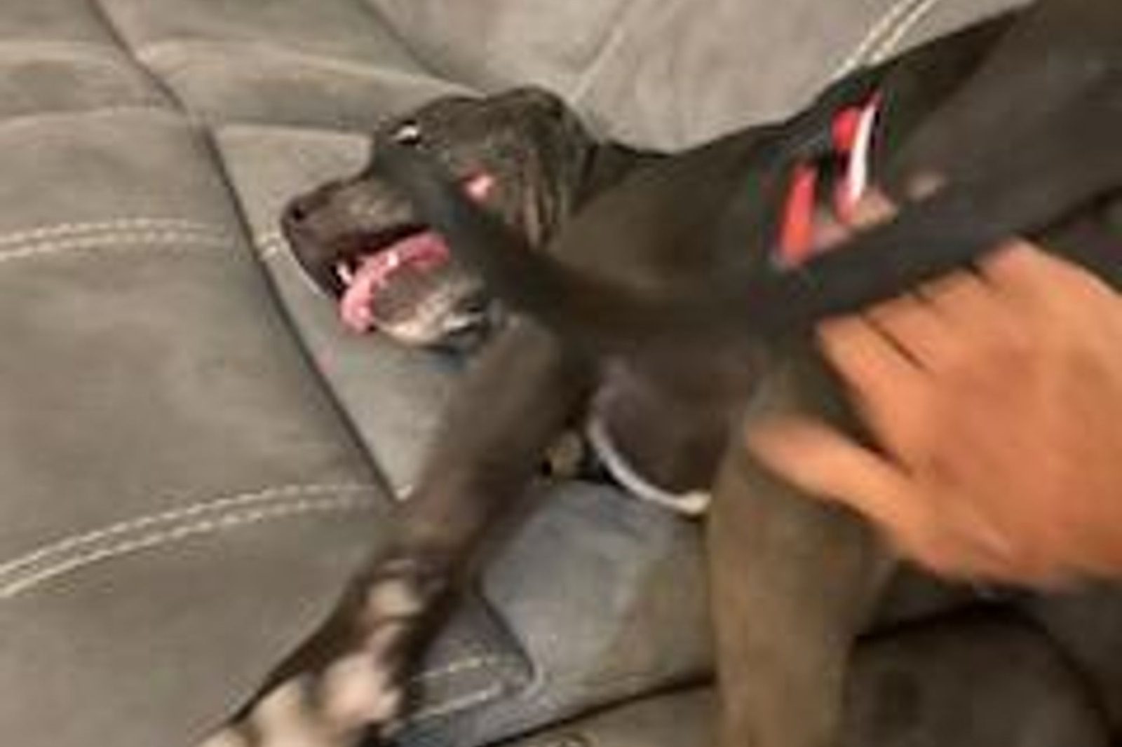 A gray puppy playing on the couch with a volunteer