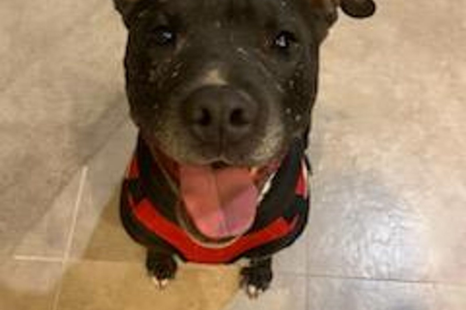 A dark pit bull mix in a harness smiling at the camera