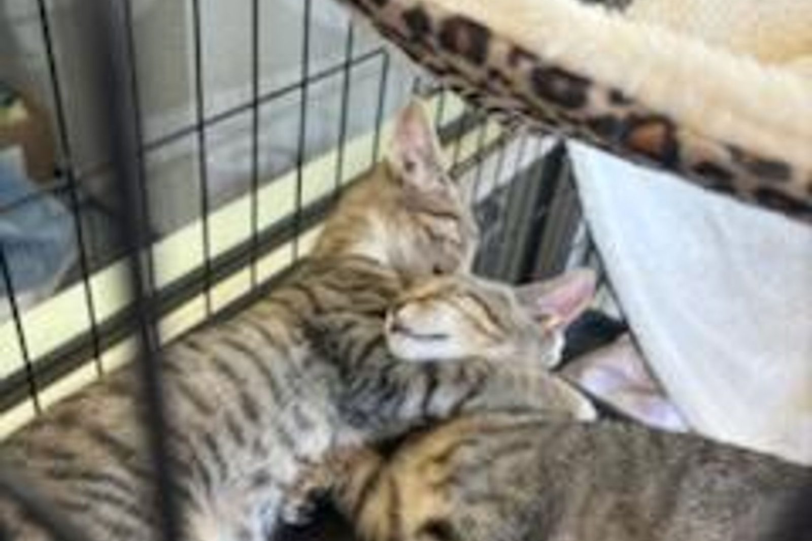 Two tabby kittens snuggled together in a roomy crate