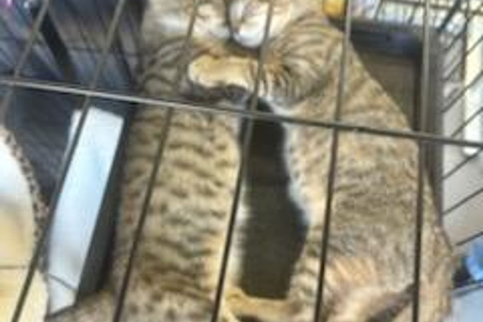 Tabby cats resting side by side in a large crate