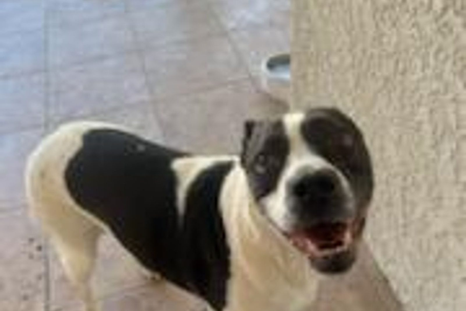 A black and white pit bull mix grinning in the hallway