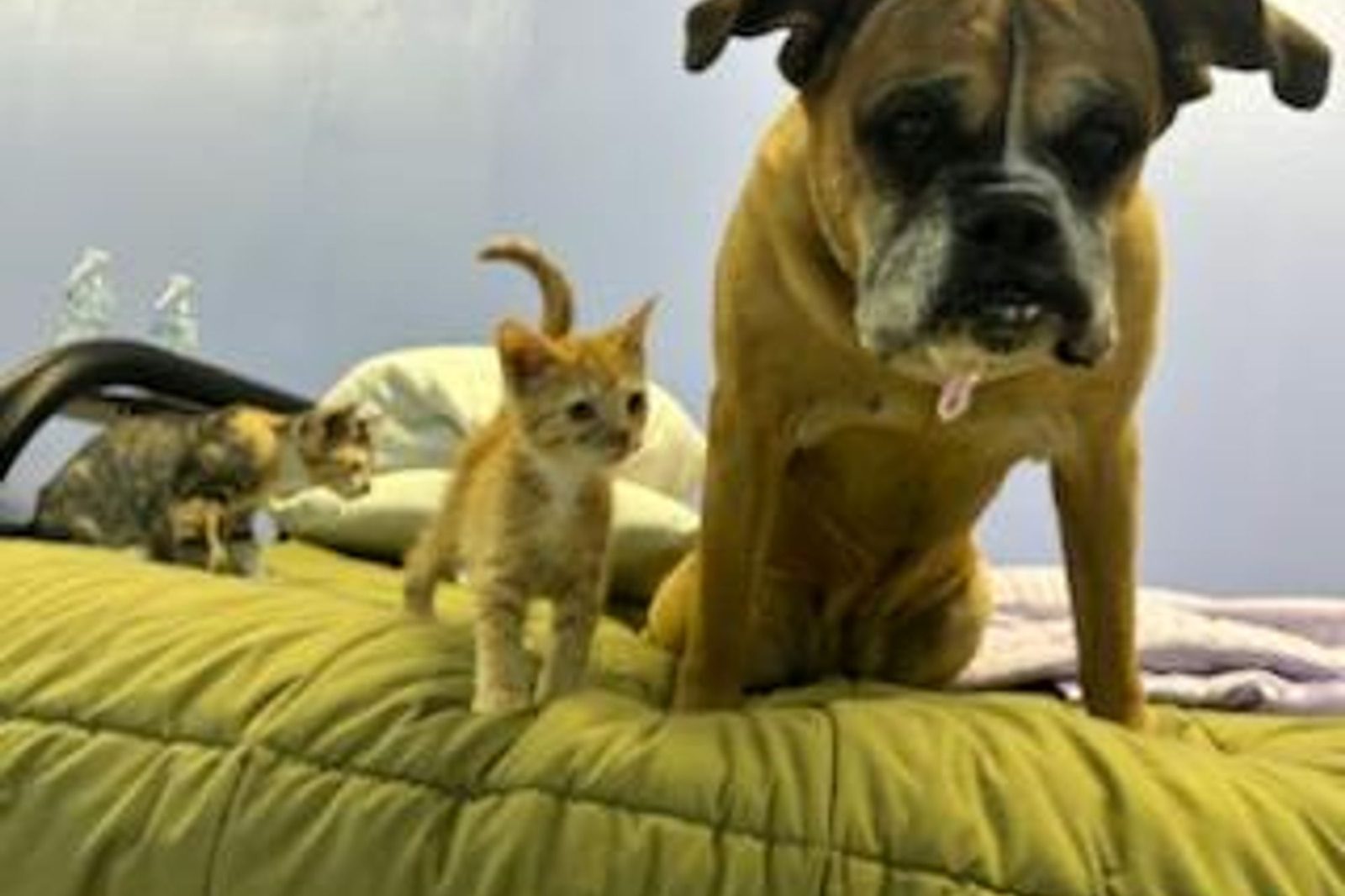 A boxer mix sharing a bed with two kittens