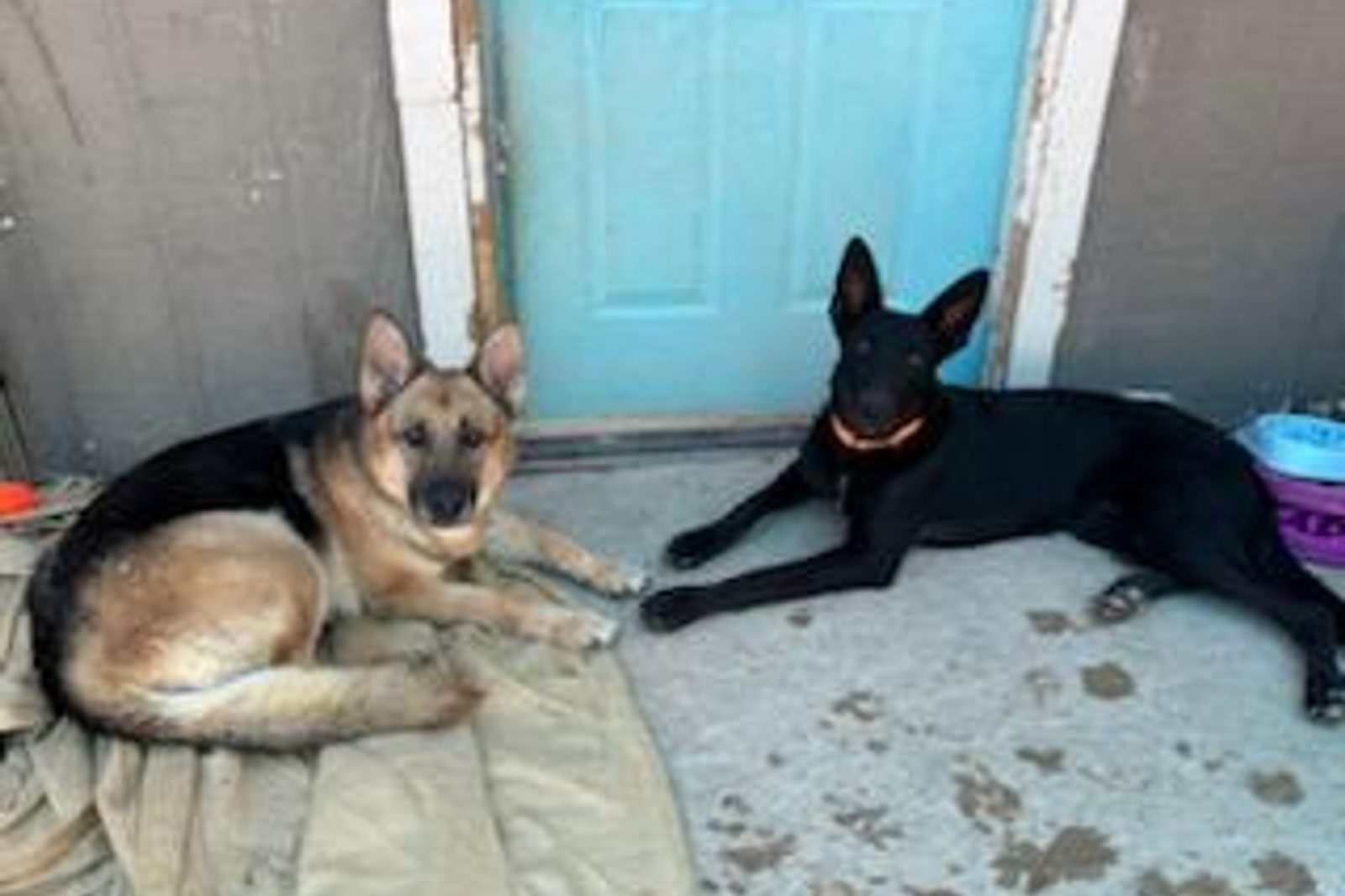 A shepherd and a black dog resting by an open door