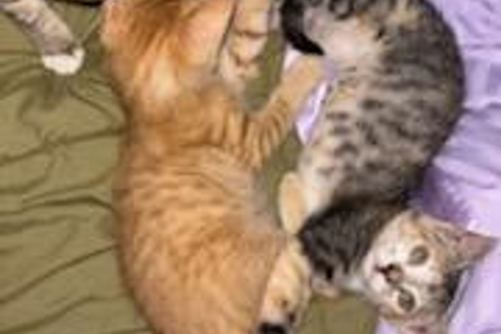 An orange kitten piled up with tabby kitten siblings