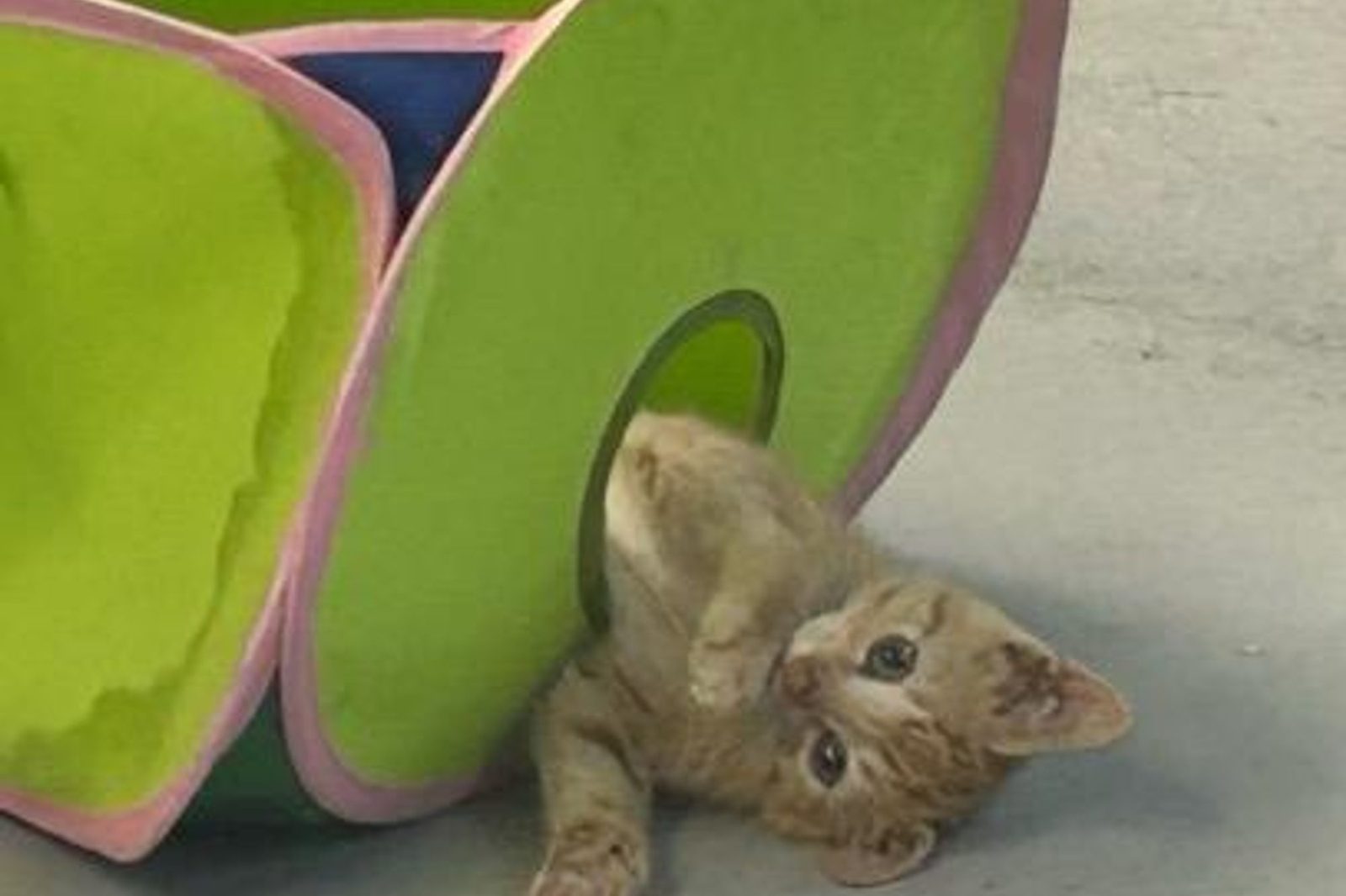 A kitten playing beside a green and pink tunnel toy