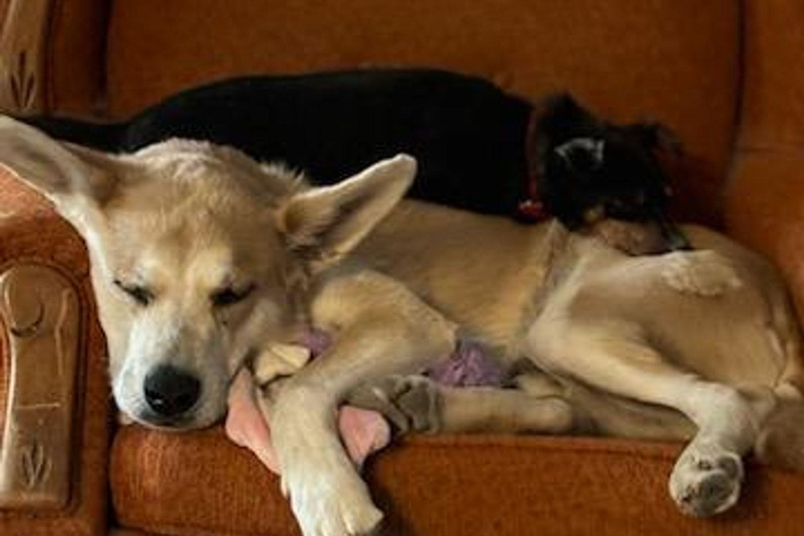 A tan dog napping on a couch with a small black dog