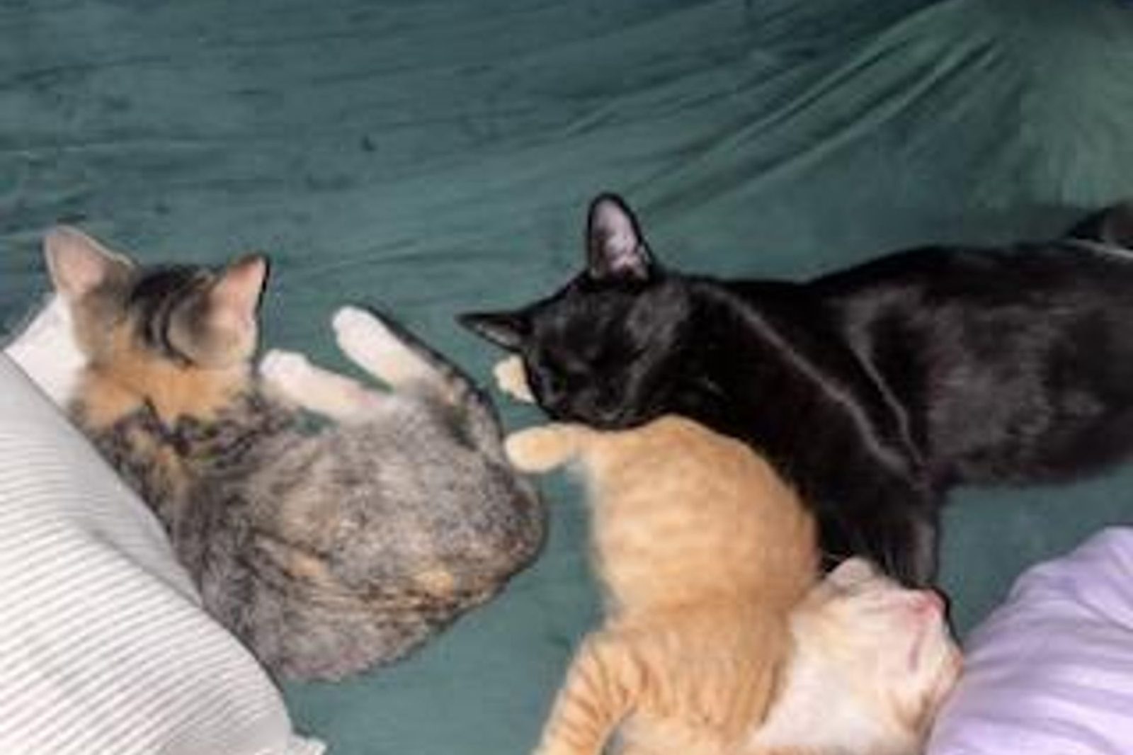Two cats and a kitten snuggled on a blanket
