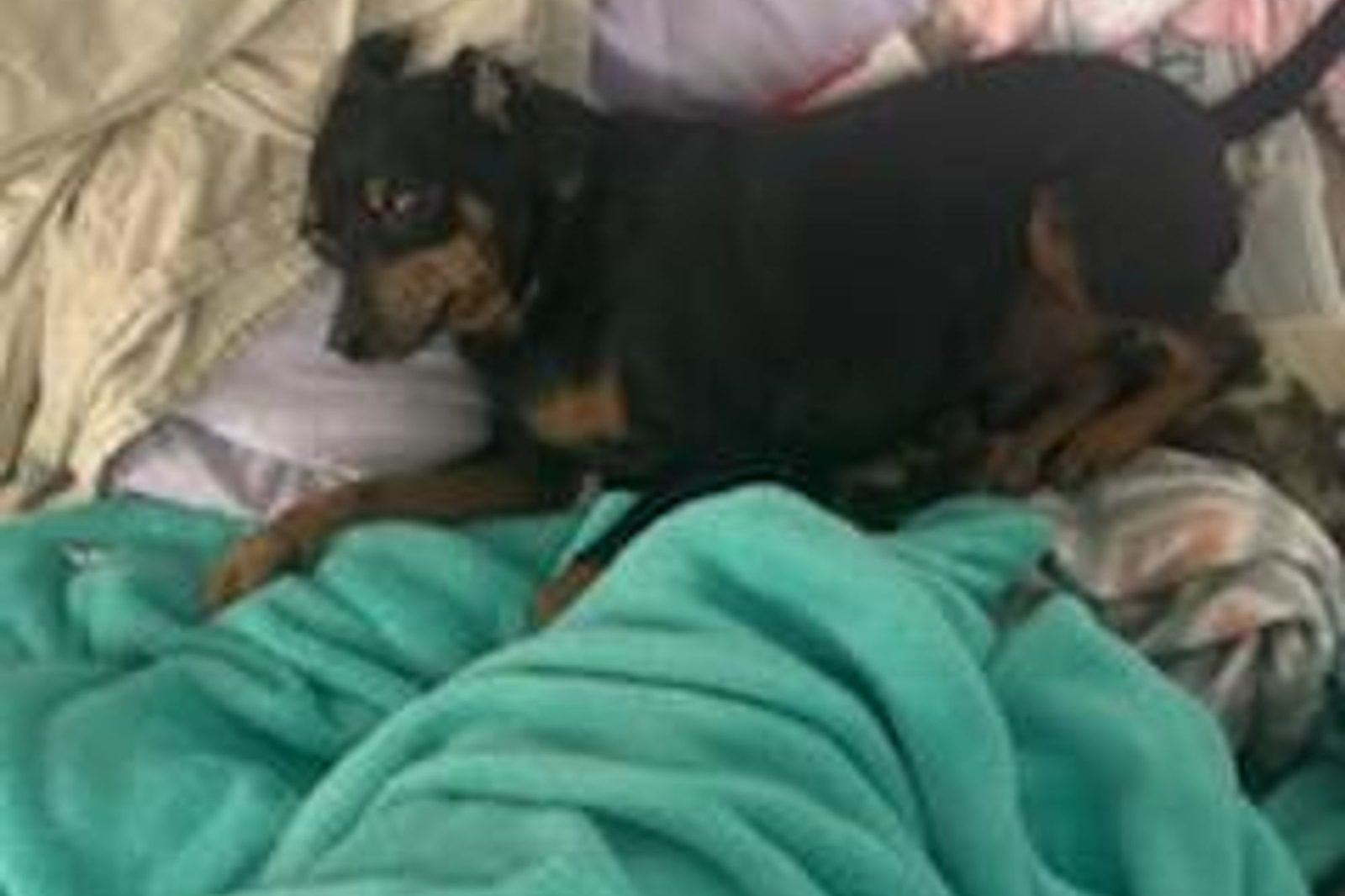 A black and tan small dog resting on a green blanket