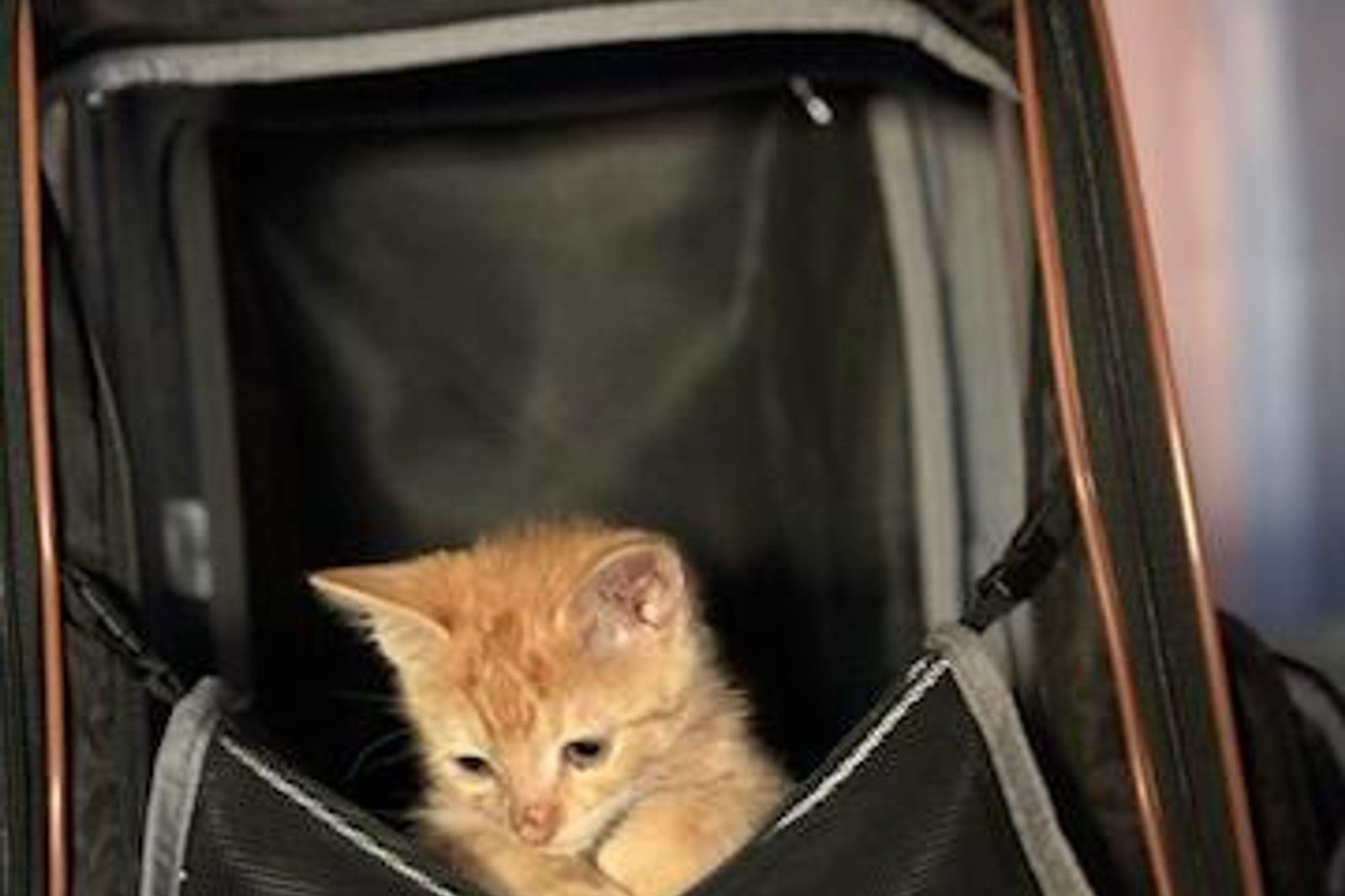 An orange kitten peeking out of a travel carrier