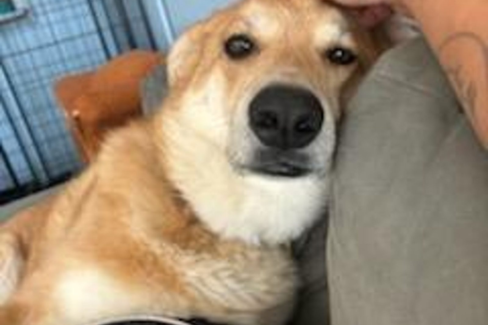 A tan shepherd mix looking softly at the camera