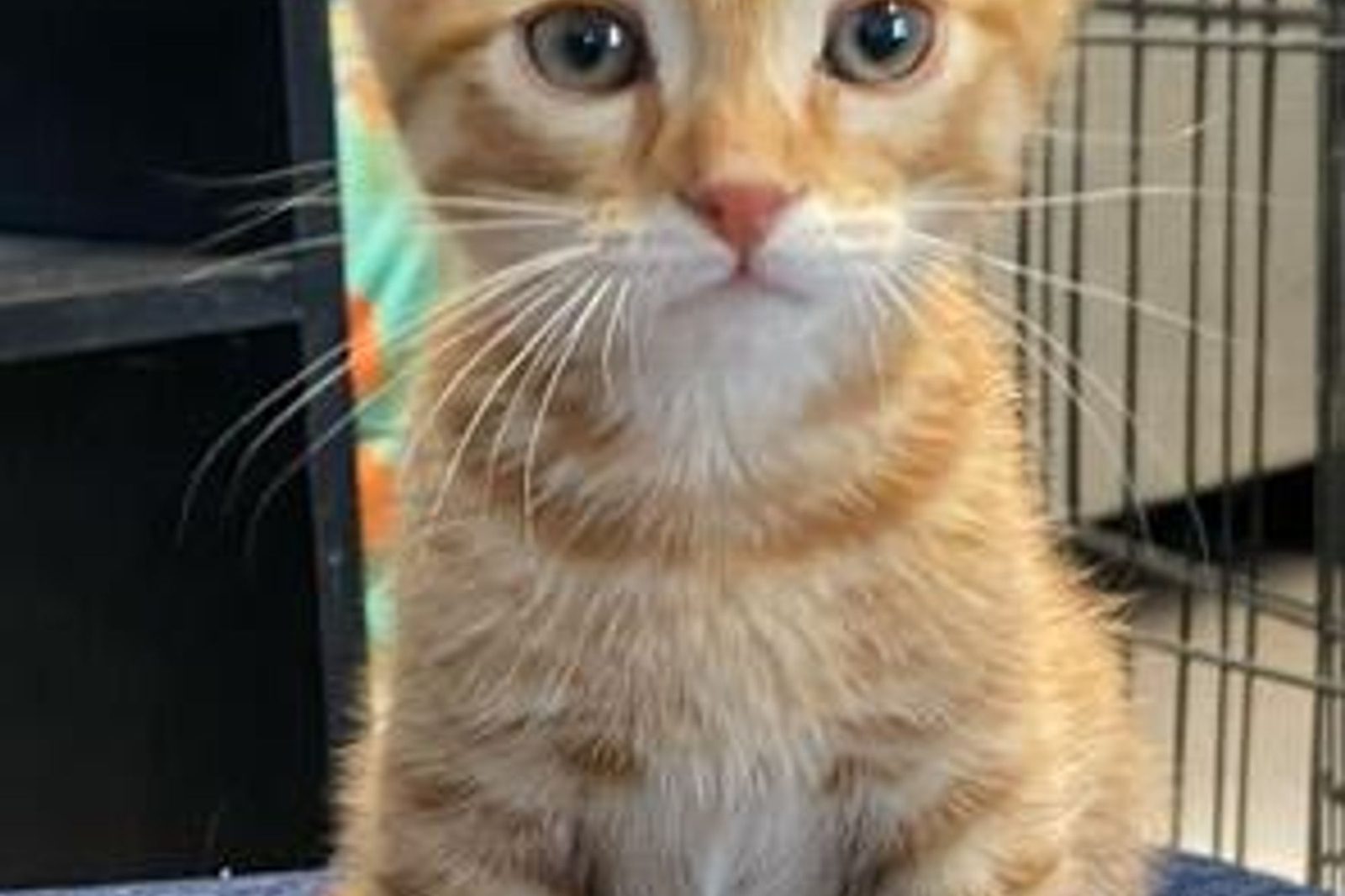 An orange kitten sitting up tall in a crate