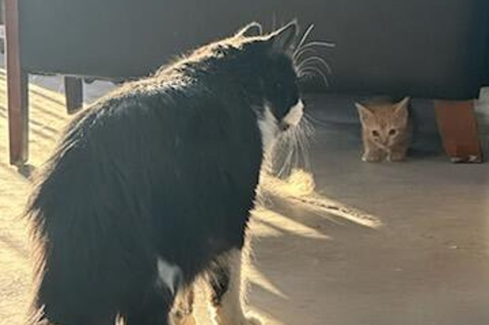 A black cat in the sunshine with an orange kitten behind it