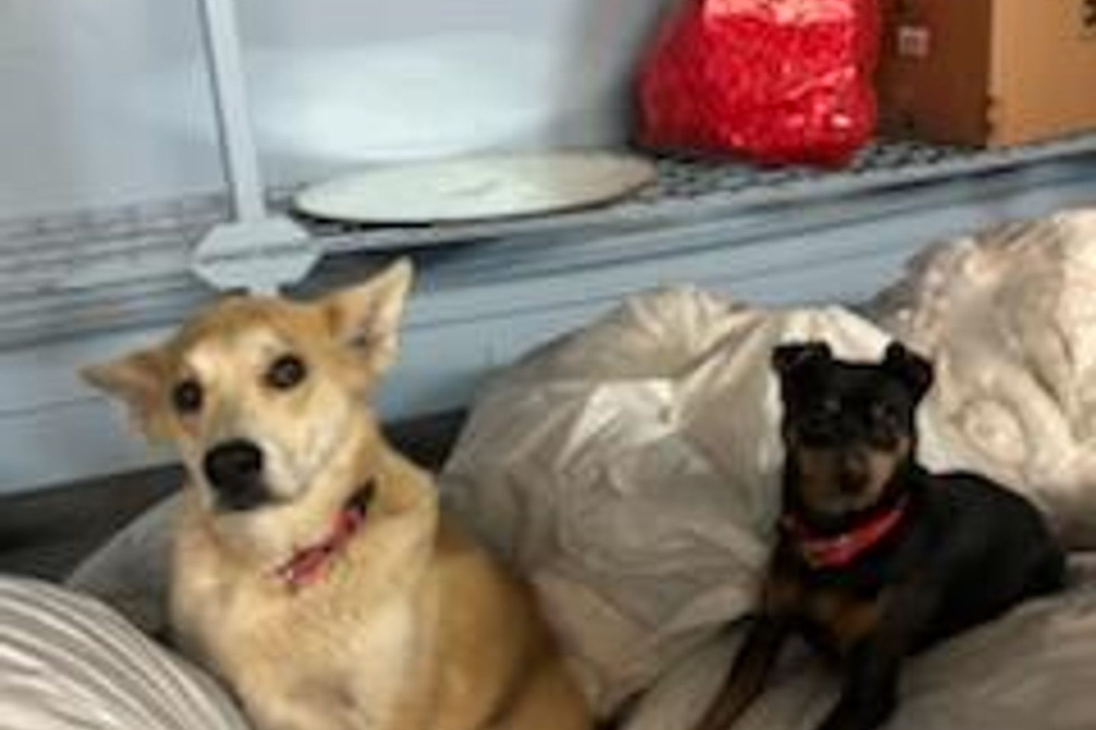 Two rescue dogs relaxing on a pile of bedding