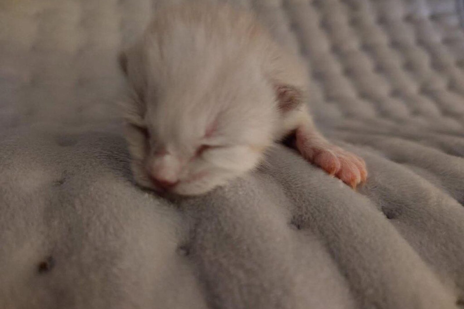 A tiny white newborn kitten asleep on a gray blanket