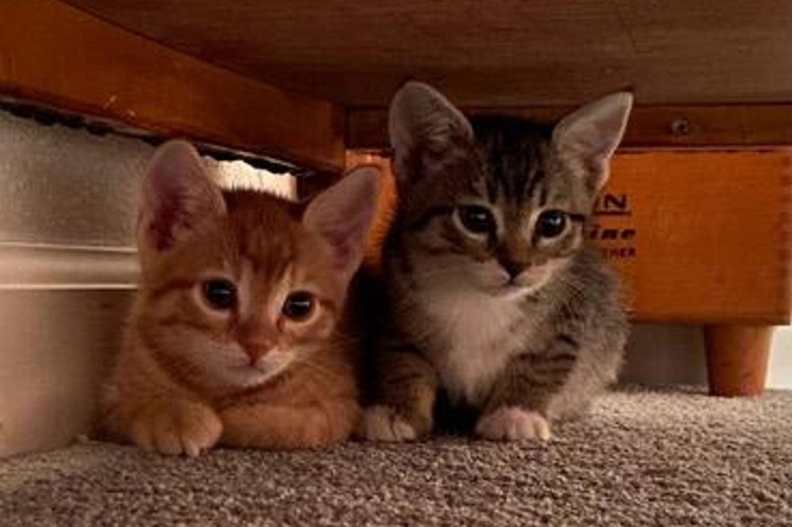 An orange kitten and a tabby kitten tucked under furniture