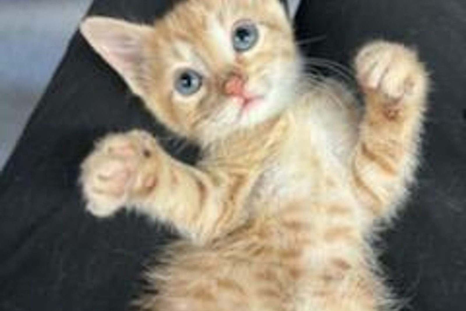 A cream kitten rolling onto its back with paws up