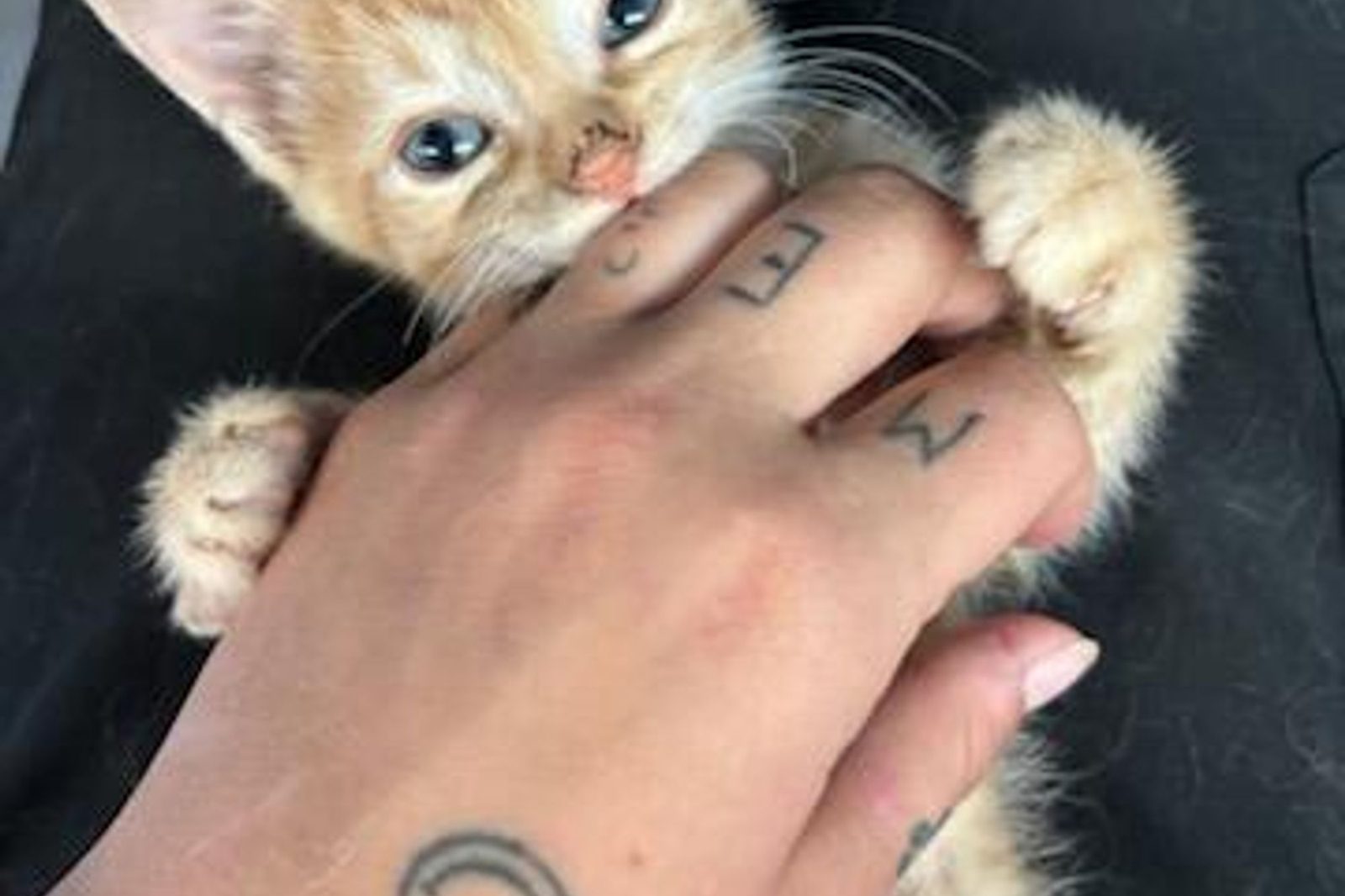 A kitten being gently held by a volunteer