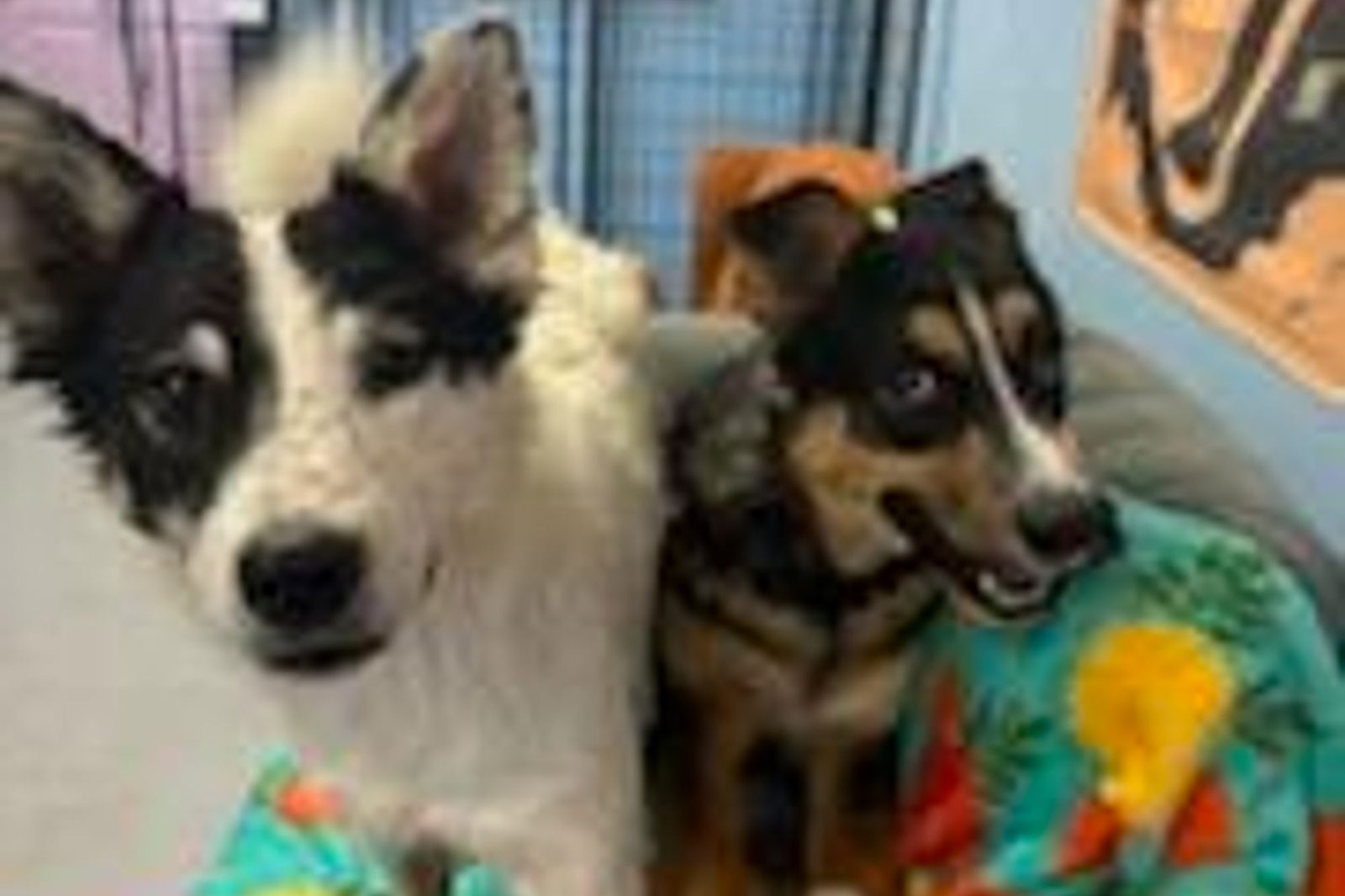 Two young dogs in bright shirts sitting together