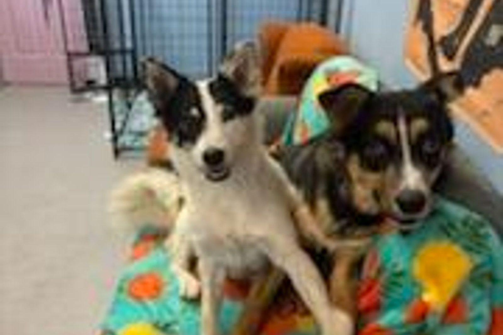 Three small dogs in colorful shirts crowded together