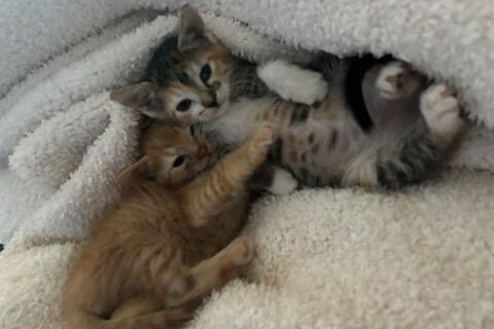 Kittens snuggled inside a soft white blanket