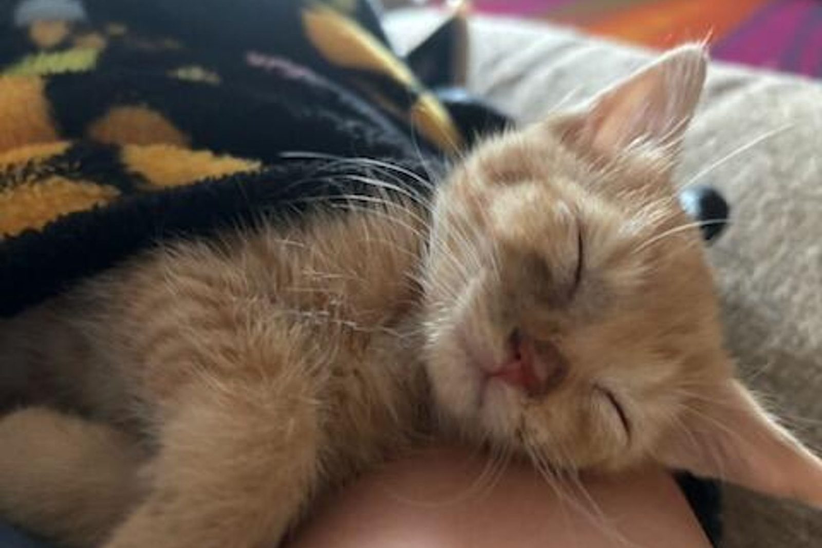 An orange cat sleeping in a volunteer's arms