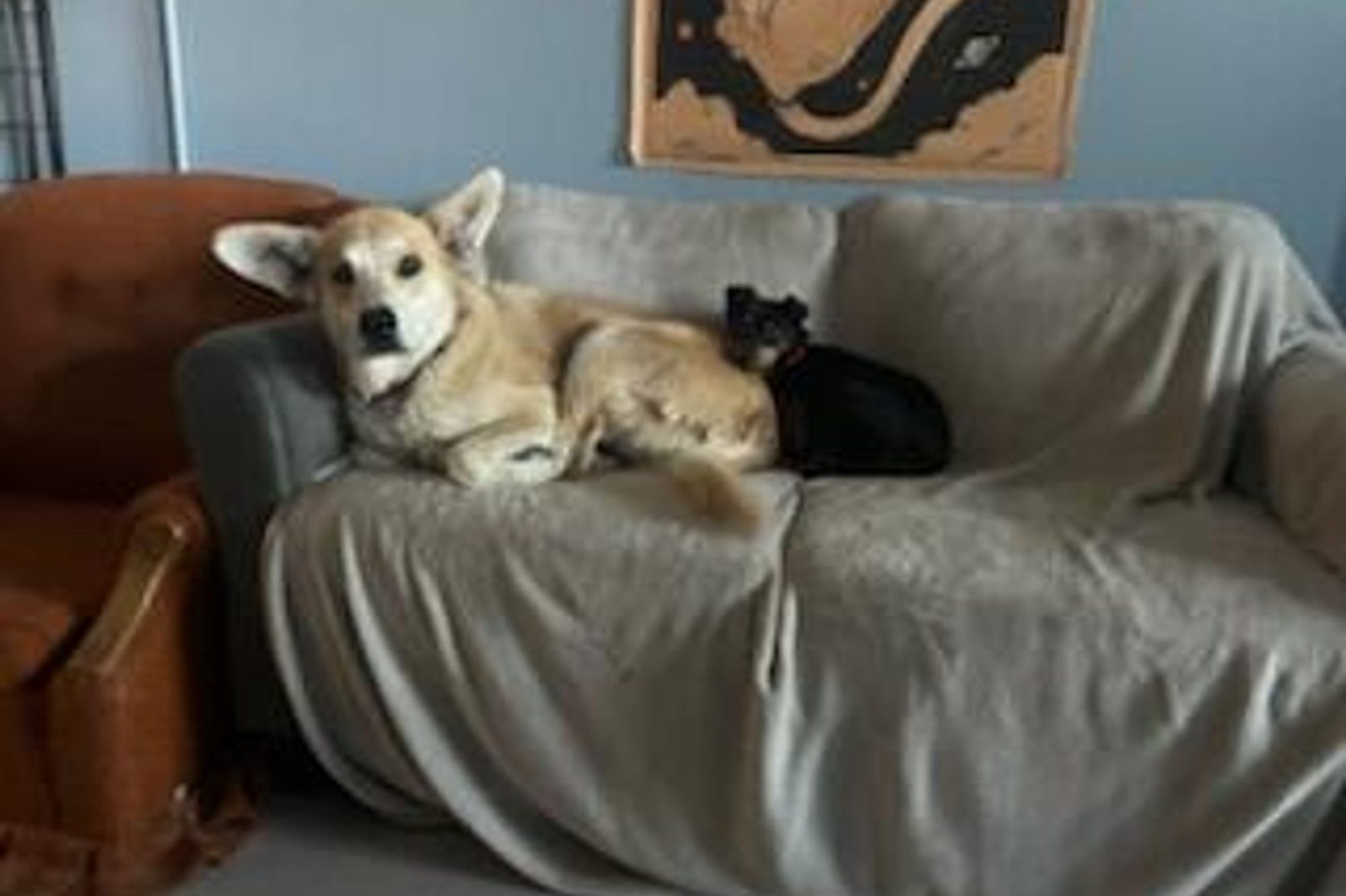 A dog and a black cat sharing the couch